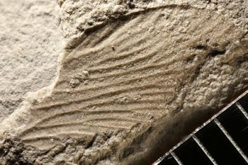 Media type: image;   Entomology PALE-10176